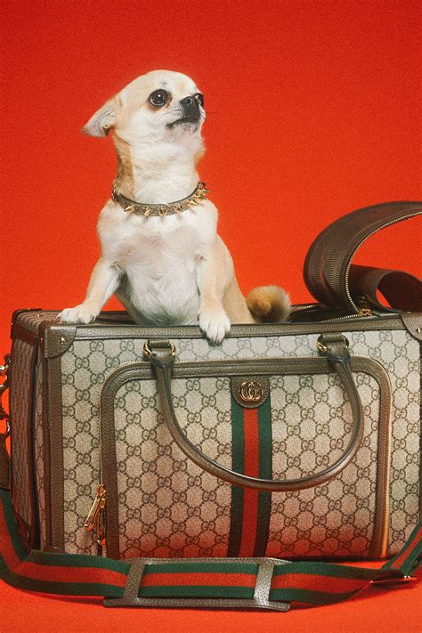 gucci dog star wars|gucci pet collection.